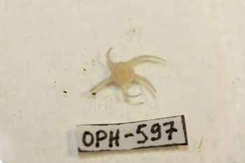 Media type: image;   Invertebrate Zoology OPH-597 Description: Preserved specimen.;